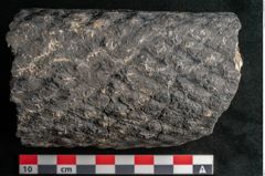 Foto (Detailansicht) von Knorria imbricata Sternbg. (NHMW-GEO-2024-0188-11042)